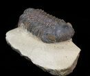 Bargain, Reedops Trilobite - Atchana, Morocco #43484-3